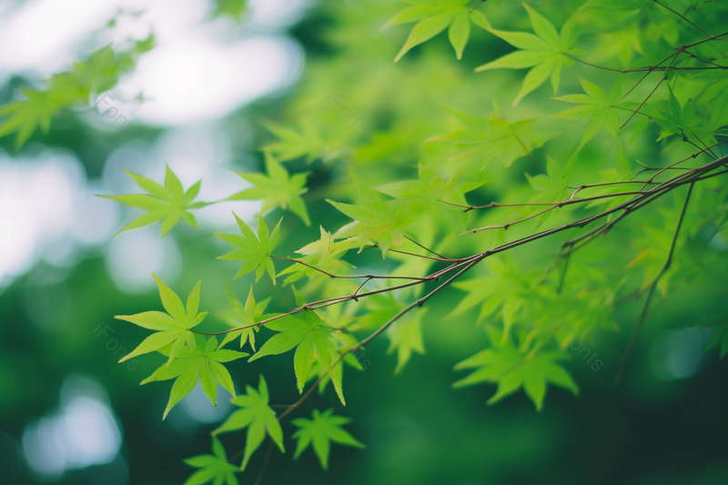 绿色环境光斑阳光清新背景高清特写摄影图,高清,摄影图,摄影图片,图片大全,摄影图免费下载